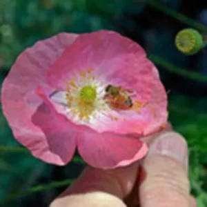 Light pink colored poppy double flower with a honeybee sucking its nectar