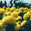 Bright yellow marigold flowers blooming in a field