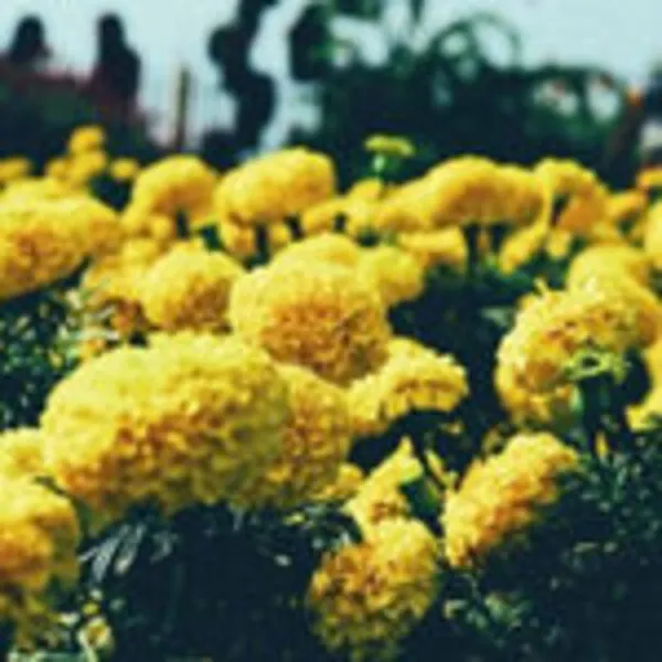 Bright yellow marigold flowers blooming in a field