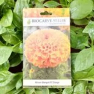 This is an image of a packet of Biocarve African Marigold F2 Orange Seeds kept against green leafy background.