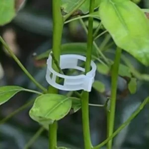 This is an image of two stems clamped together with the help of Creeper Clips.