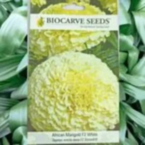 This is an image of a packet of Biocarve African Marigold F2 White Seeds kept against green leafy background.