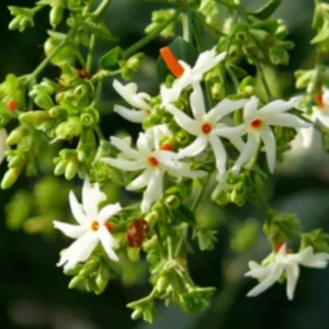 Tiny white colored star shaped Parijat Harsingar flowers.