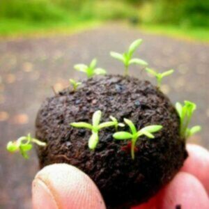 This is an image of hand holding Plantable Seed Balls with blur background.