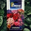 omaxe cineraria seeds