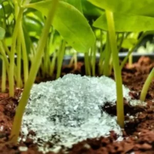 This is an image of white color Epsom Salt for plants kept in soil between small green plants.