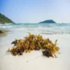 Magic Seaweed kept on sand against a seashore