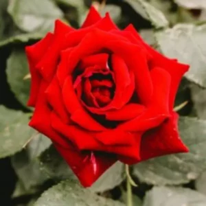 This is an image of beautiful red rose blooming in a garden with green leaves in background grown using Rose mix.
