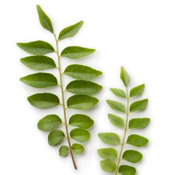A branch of curry leaves on a white surface.