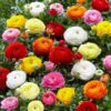 A bunch of Imported Mixed Ranunculus Bulb with leaves on background