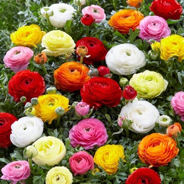 A bunch of Imported Mixed Ranunculus Bulb with leaves on background