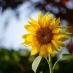 Bright yellow Sunflower with long petals blooming in a garden