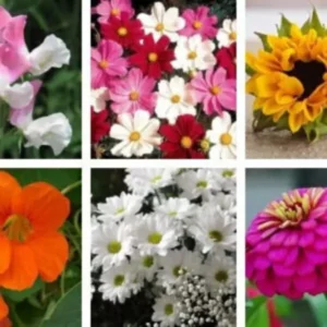 This is an image of a collage of six different flowers. It is a combo of Wedding Flowers Seeds Pack.