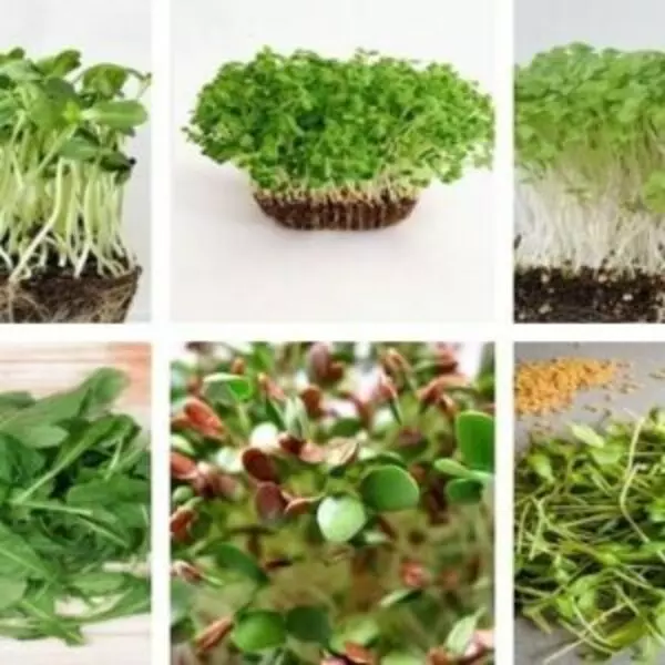 This is an image of collage of Assorted microgreens seeds pack of 6 microgreens.