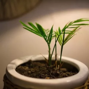 This is an image of Areca Palm plant in a pot kept against light color background.
