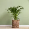This is an image of Areca Palm plant in a basket kept against light color background.