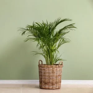 This is an image of Areca Palm plant in a basket kept against light color background.