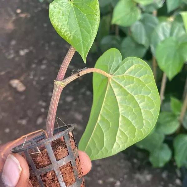 A hand holding young Betel Paan Sapling in a black net pot with similar several saplings in the back ground.