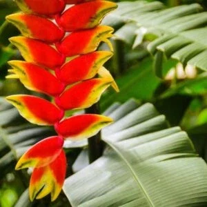 This is an image of Yellow and Orange Color Bird of Paradise Bulbs with greenery in background.
