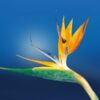 A lovely Birds of Paradise Bulbs is kept against blue background