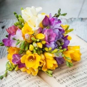 This is an image of bunch of Freesia flowers of different colors kept against light color background.