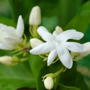 Tiny white colored scented Jasmine flowers blooming in a garden