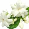 Tiny white colored scented Jasmine, Chameli, Mogra Seeds flowers in the white background