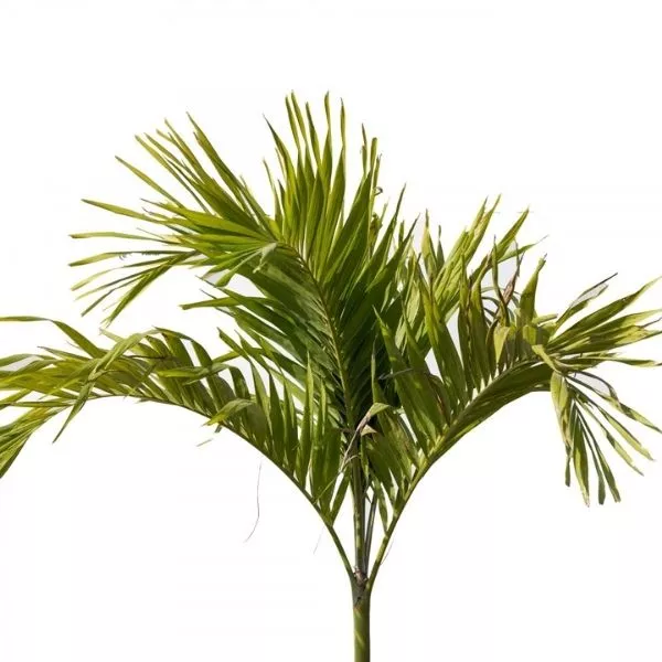 This is an image of mirchi meri green palm