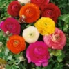 This is an image of several rose like Ranunculus bulbs and flowers of different colors with greenery in background.