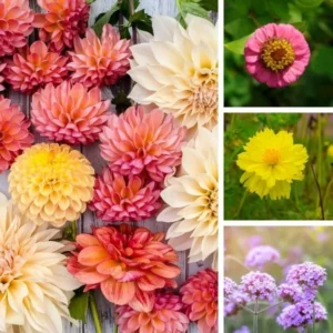 A beautiful combo pack of Winter Flowers Pack