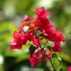 A flower stem of Bougainvillea Plant with blurry background.