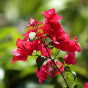 A flower stem of Bougainvillea Plant with blurry background.