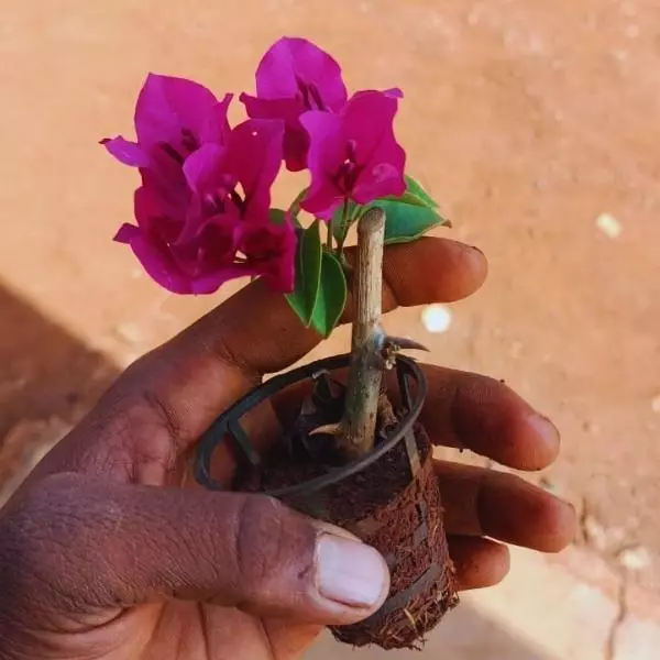A hand holding Bougainvillea Plant Sapling with dark pink flowers on it, with muddy floor in the back ground.