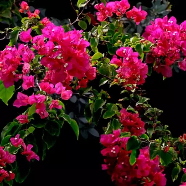 A well grown Bougainvillea Plant with beautiful dark pink flowers on it.