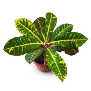 This is an image of Croton Codiaeum variegatum (Petra) plant in a pot kept against white color background.