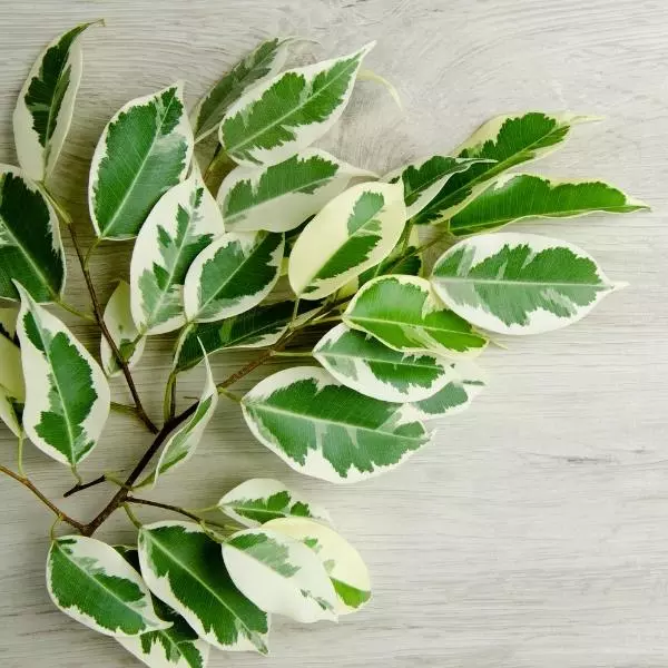Stem of Ficus Safari Plant on a white background.