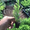 This is an image of hand holding Golden Cypress Plant Sapling with greenery in the background.