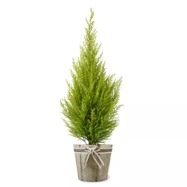This is an image of golden cypress plant
