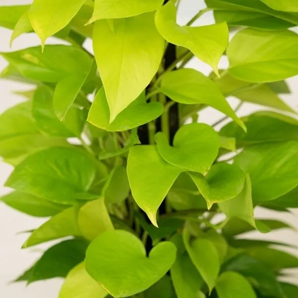 A well grown Golden Money Plant with white background.