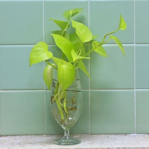 A young Golden Money Plant in a glass of water in it is kept on a tiles with box type tiles as a background.