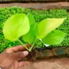A hand holding Golden Money Plant Sapling ina net pot with several similar saplings n the background.