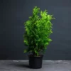 A well grown Golden Thuja Plant ina black pot with dark blue wall as a back ground.