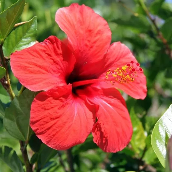 A well grown Hibiscus Plant stem with flower on it.