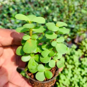 This is an image of hand holding Jade Plant Sapling with similar saplings in the background.