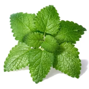 This is an image of Lemon Balm herb leaves kept against white color background.
