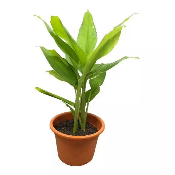This is an image of Turmeric bulb plant in a pot kept against white color background.
