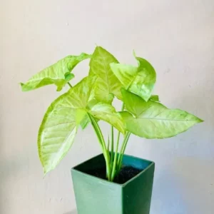 This is an image of Syngonium plant in a green color pot kept against white color background.