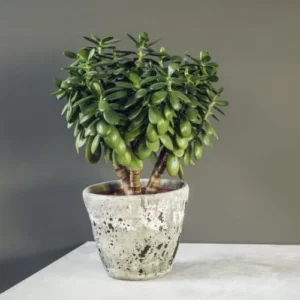 This is an image of Jade Plant Sapling