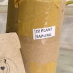 ZZ Plant Sapling (1pc)