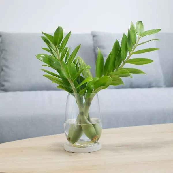 A well grown ZZ Plant in vase with water in it, placed on a wooden desk with light blue sofa in the background.